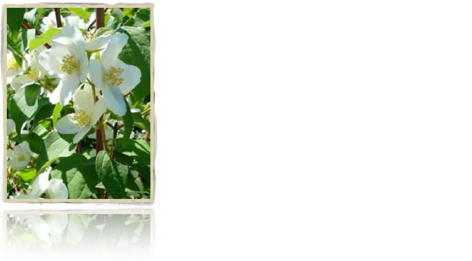 ￼
Dans ce maelström de fragrances sorti de la brume, j’émerge.
Les prairies meurent dans la mer d’Iroise, lentement. 
Une comète de senteurs portée par un zéphyr câlin, erratique, titille mes narines. 
Marines effluves mélangées à l’humus, au bétail, galaxie d’odeurs. 
La marée bouscule les galets, remonte souvenirs, nébuleuse de sentiments. 
Les fleurs accusent mon vide sidéral. 
Les couleurs recouvrent le vert, chatoyantes, possessives. 
Trou noir pour fleurs blanches, pas de seringa.