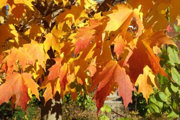 Wolfe Island, Ontario