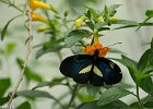 Papillon-11