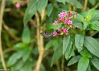 Papillon-12