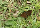 Papillon-13