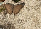 Papillon-14