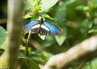 Papillon-2
