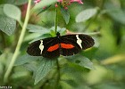 Papillon-3
