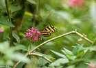 Papillon-4