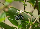 Papillon-5