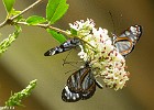 Papillon-6