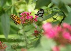 Papillon-7