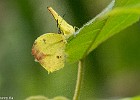 Papillon-8