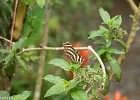 Papillon-9